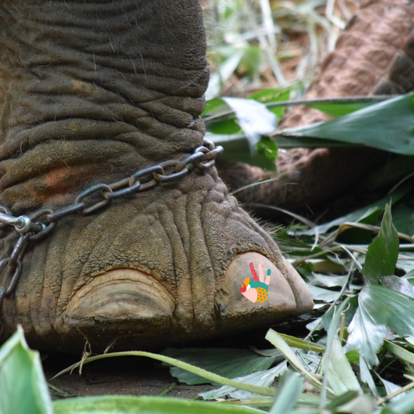 The Chained Elephant – How limiting your beliefs may be holding you back